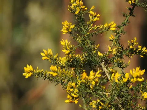 Ulex micranthus