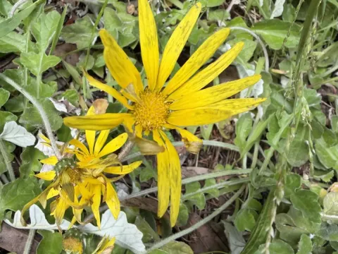 Arctotheca prostrata