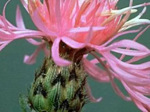 Spotted knapweed