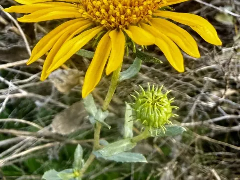 Grindelia