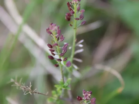 Hyssop-leaved cress
