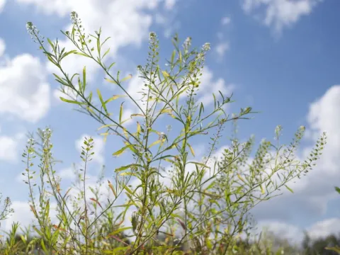 Pepperweed