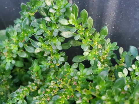 Artillery plant