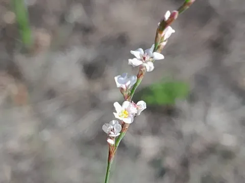 Sand knotweed