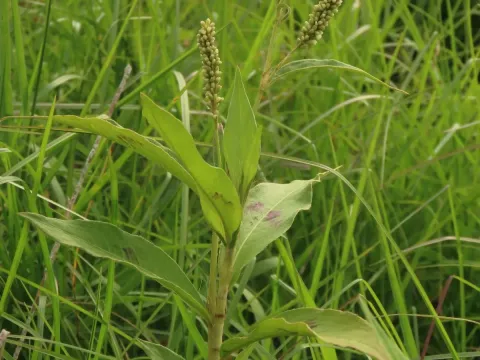 Bearded knotweed