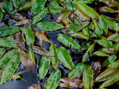 Floating pondweed