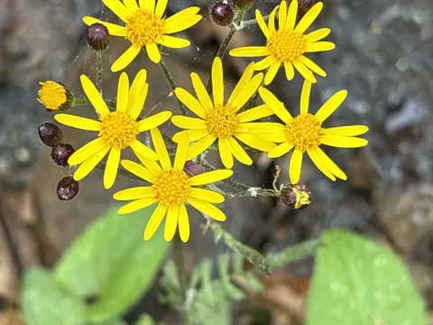 Golden ragwort