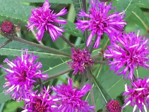 Vernonia