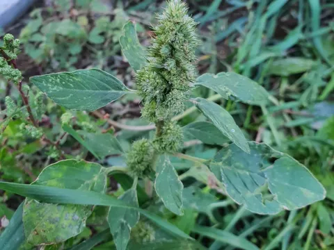 Spreading amaranth