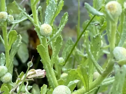 Centipeda cunninghamii
