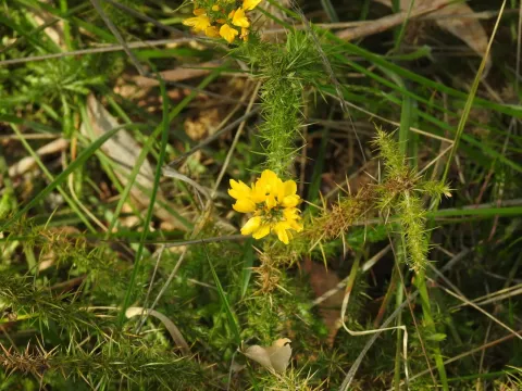 Dwarf gorse