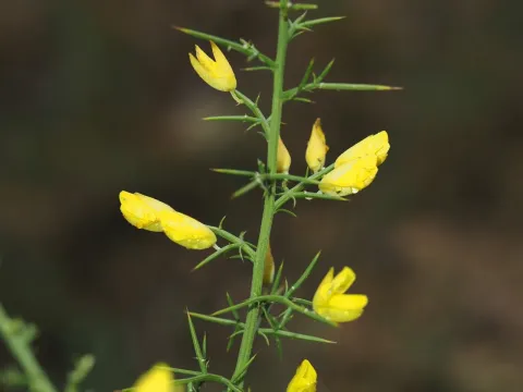 Устеник дрібноцвітий