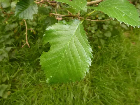 English Elm