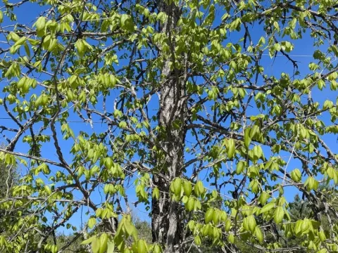 Rock elm