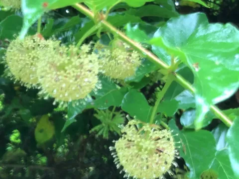 Uncaria