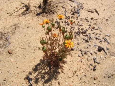 Ursinia abrotanifolia