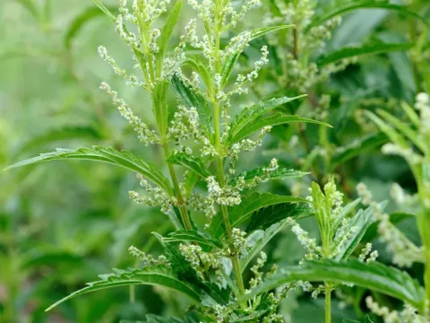 Narrow-leaf nettle