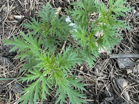 Hemp-leaved nettle