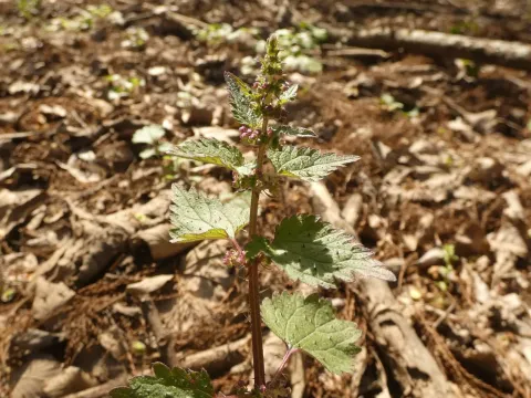 Weaknettle