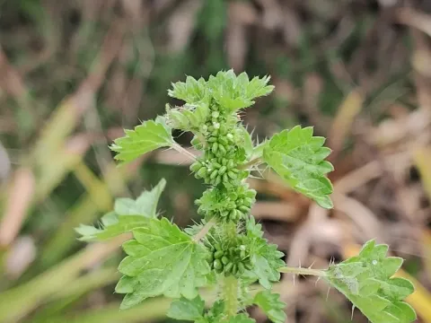 Round nettle