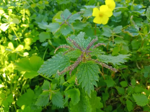 Annual nettle