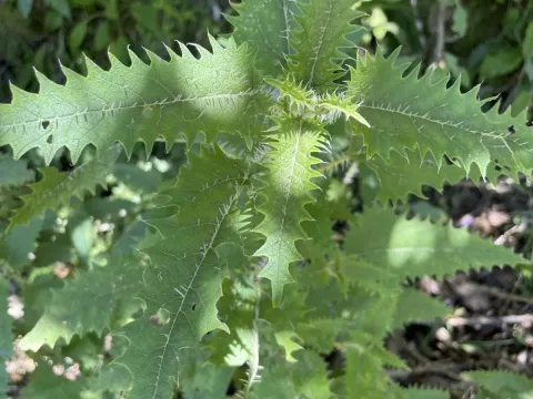 Tree nettle