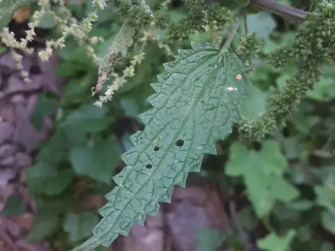 Urtica gracilenta