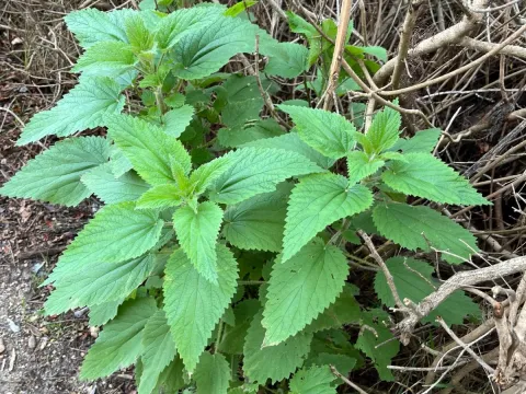 Graceful stinging nettle