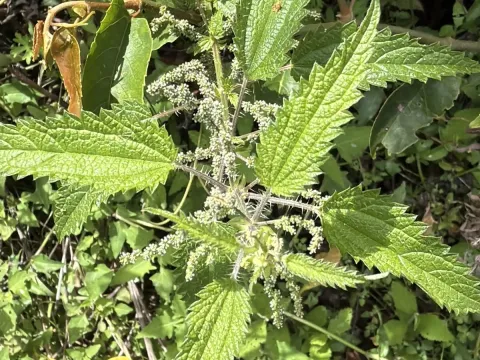 Urtica incisa