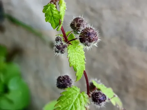 Roman nettle