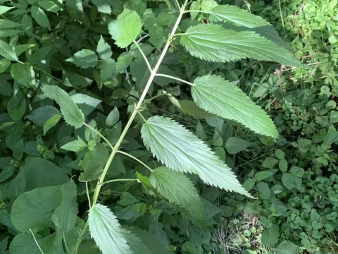 Urtica procera