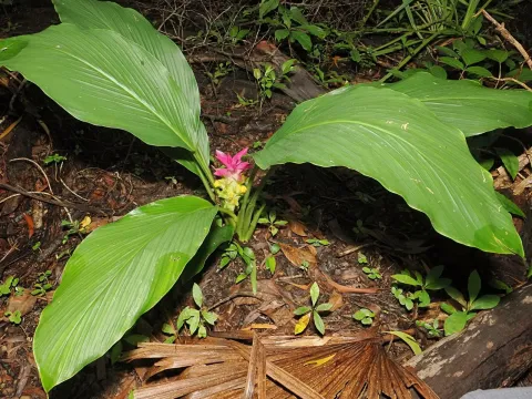 Turmeric