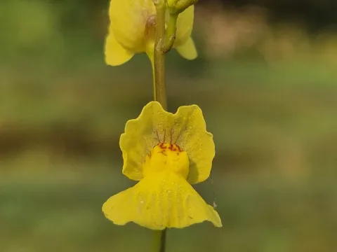 Utricularia pilosa