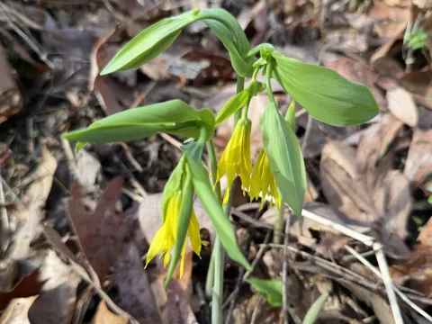 Large-flowered bellwort
