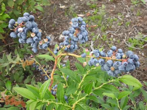 Atlantic blueberry