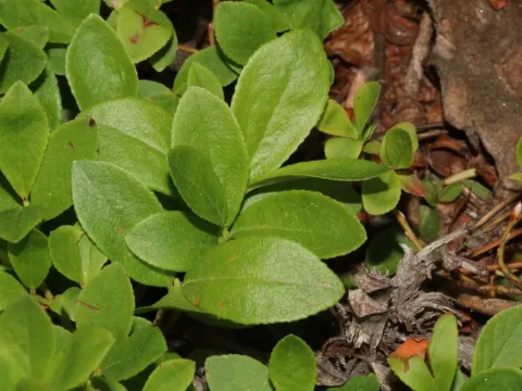 Dwarf bilberry