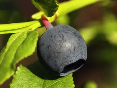 Hairy blueberry