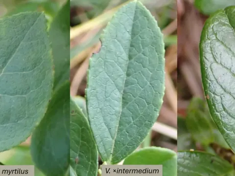 Vaccinium intermedium