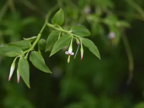 Japanese blueberry