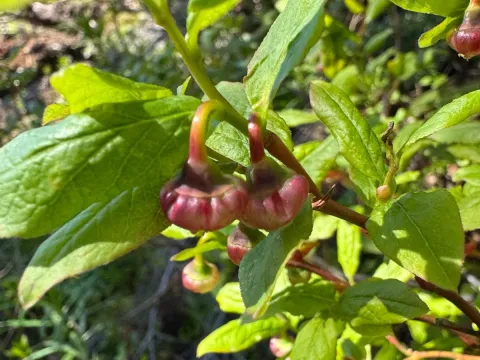 Thinleaf huckleberry