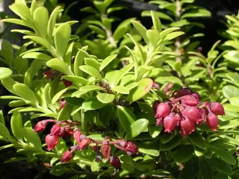 Vaccinium moupinense