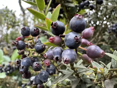 Vaccinium mortinia