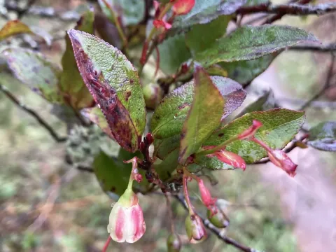 Vaccinium padifolium