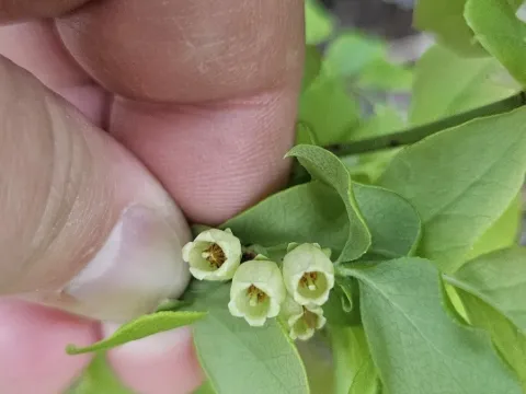 Hillside blueberry
