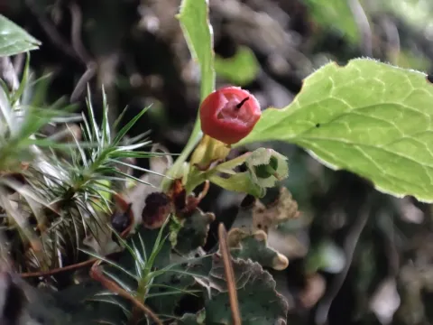 Vaccinium praestans