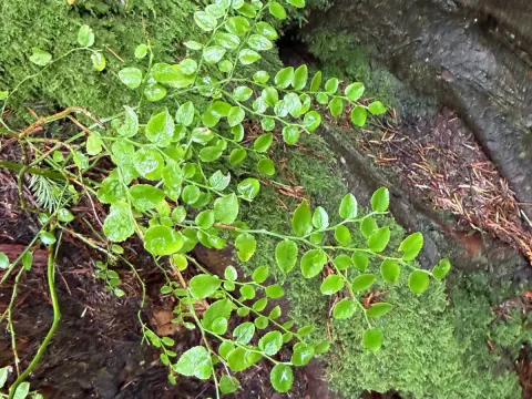 Red huckleberry