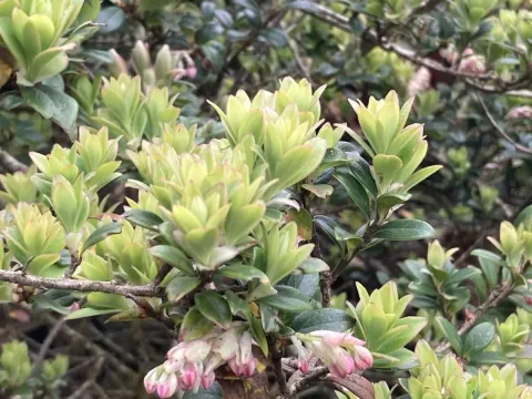 Vaccinium retusum