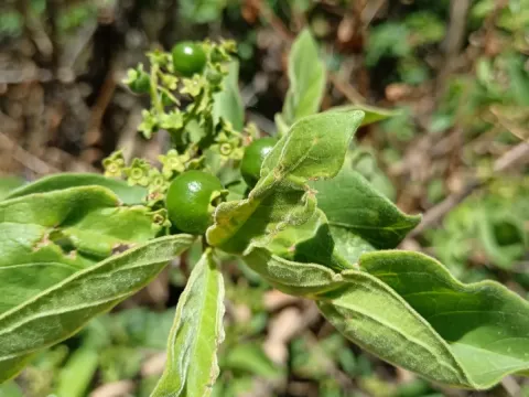 Wild medlar