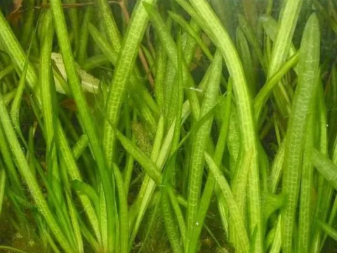 Vallisneria aethiopica