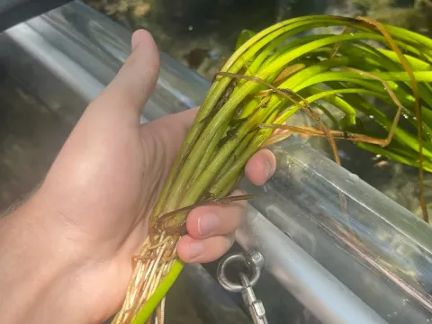 Vallisneria americana